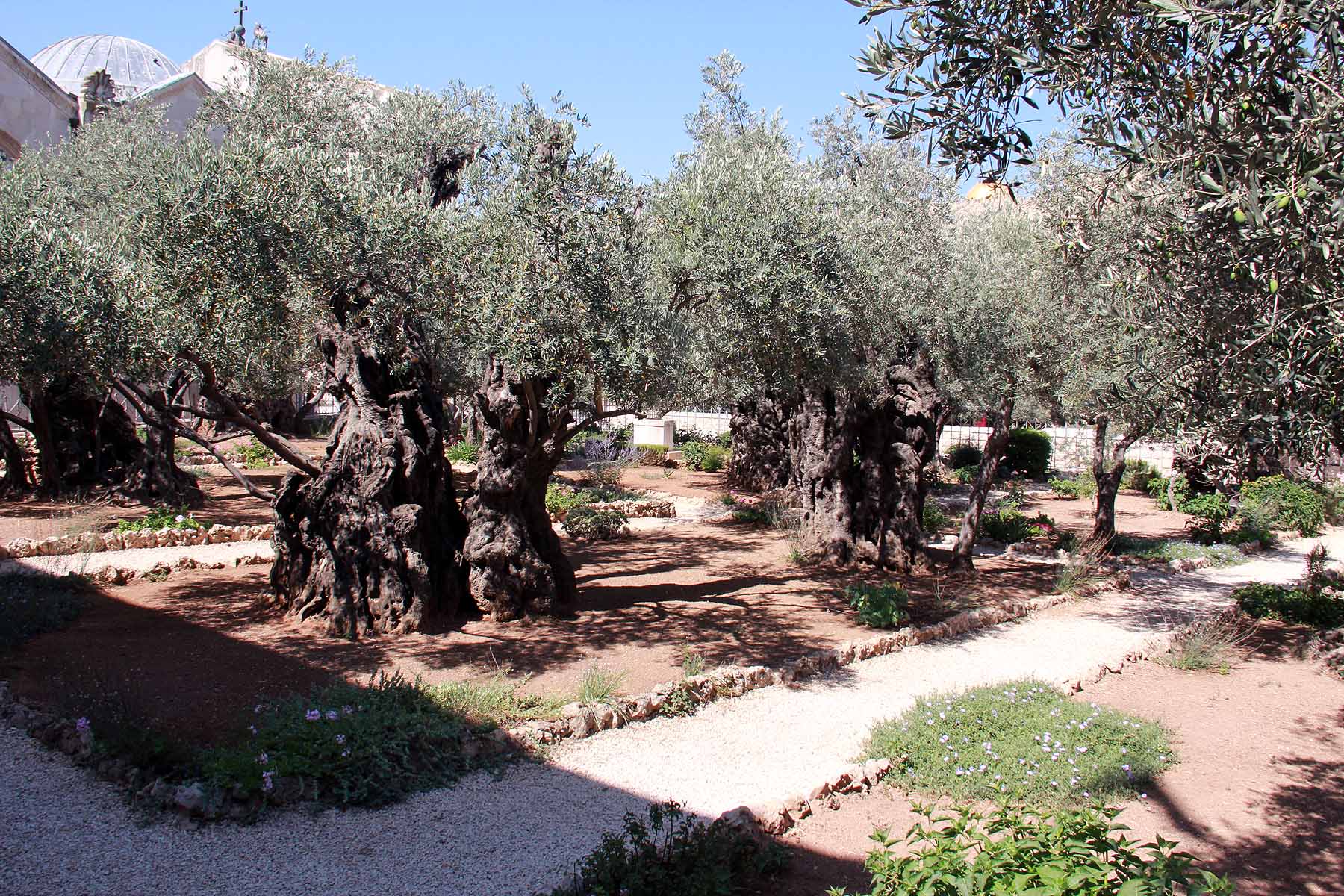 Gethsemane image 24